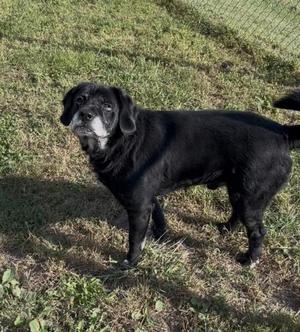 A black dog standing on grass, looking towards the camera.