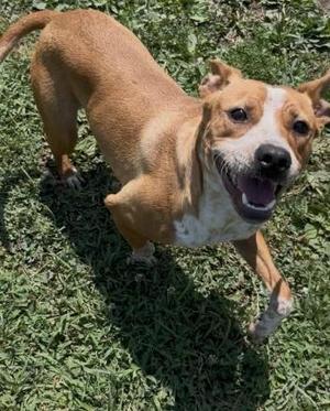 Bobby, Australian Cattle Dog / Blue Heeler / Boxer, young, available for adoption