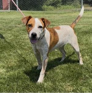 A brown and white dog standing on grass with a chain-link fence in the background.