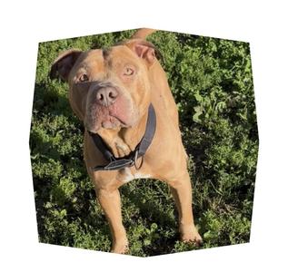 Copper, Pit Bull Terrier, adult, available for adoption