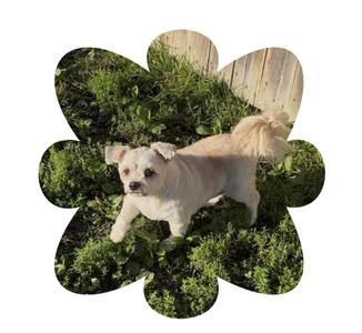 Bandit, Shih Tzu / Maltese, adult, available for adoption