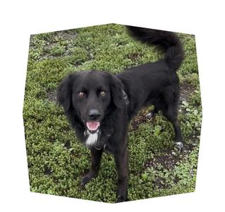 Jake, Great Pyrenees / Greater Swiss Mountain Dog, adult, available for adoption