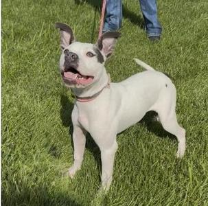 A white dog with black markings on its face and ears, wearing a red collar, standing on grass with a person in the background.