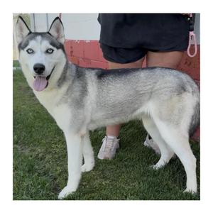 Callie, Husky, young, available for adoption
