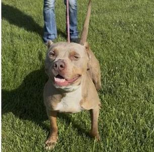 A brown pit bull dog standing on grass with its mouth open, being held by a leash.