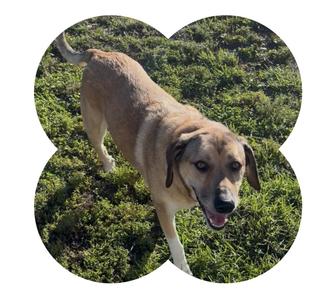 Ellie, Great Pyrenees / Anatolian Shepherd, adult, available for adoption