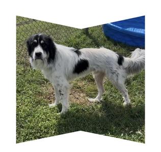 Duke, Great Pyrenees, adult, available for adoption