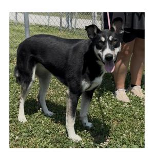 Diamond, Husky / Hound, young, available for adoption