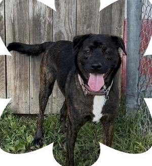 Lucy, Black Labrador Retriever / Shepherd, adult, available for adoption