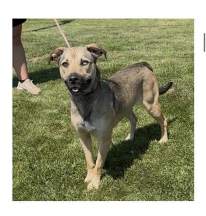 Katty, Husky / Hound, young, available for adoption