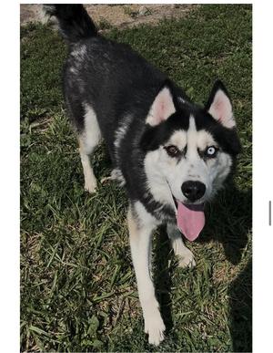 Marty, Siberian Husky, adult, available for adoption