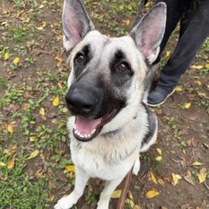 Atlas, German Shepherd Dog, young, available for adoption