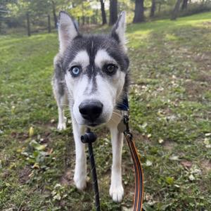 A Siberian Husky with striking blue eyes and a black and white coat is standing on a grassy field, looking directly at the camera. The dog is wearing a collar and leash, and the background features trees and greenery.