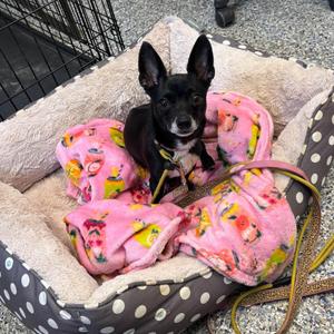 Cutie Pie, Chihuahua, adult, available for adoption