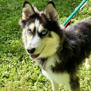 Ghost, Husky, adult, available for adoption