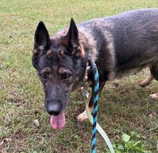 Charlette, German Shepherd Dog, adult, available for adoption