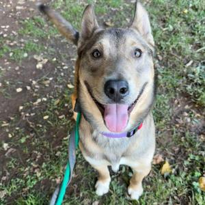 A happy dog with a light brown and black coat, wearing a purple collar and a green leash, sitting on grass with its tongue out.