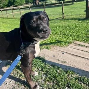 Dora, Pit Bull Terrier, adult, available for adoption