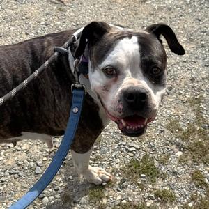 Diamond, American Bulldog, adult, available for adoption