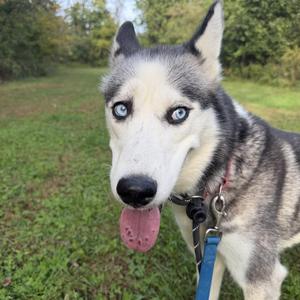 Carmen, Siberian Husky, adult, available for adoption