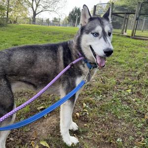 Enid, Siberian Husky, adult, available for adoption