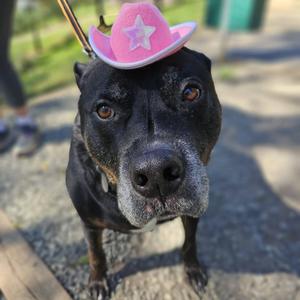 A black dog wearing a pink cowboy hat with a white star on it.