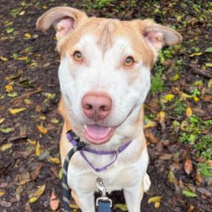 Adlle, Husky, young, available for adoption