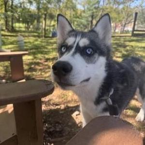 Freya, Siberian Husky, adult, available for adoption