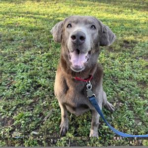 A happy brown dog with a red collar and blue leash, sitting on grass and looking up with its mouth open.