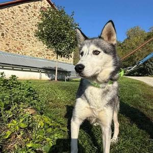 Astrid, Siberian Husky, adult, available for adoption