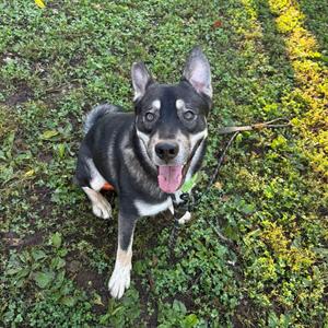 Gio, Husky, young, available for adoption
