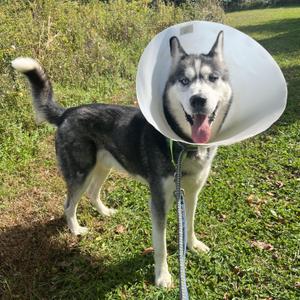 Balto, Siberian Husky, adult, available for adoption