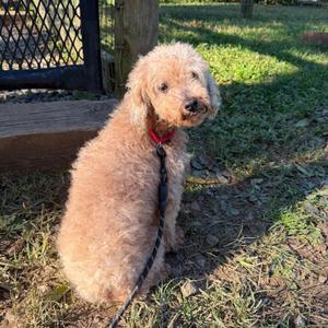 Dipper, Miniature Poodle, adult, available for adoption