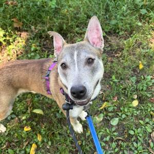 Dolly, Husky / Pit Bull Terrier, young, available for adoption