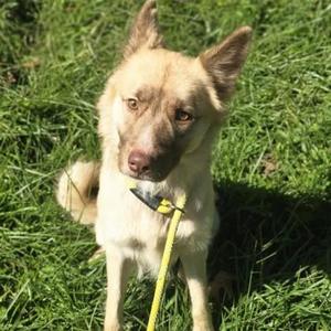 Harold, Shepherd, young, available for adoption