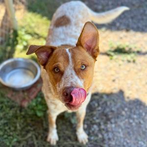 Riley, Australian Cattle Dog / Blue Heeler, young, available for adoption