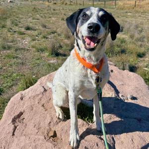 Charlie, German Shorthaired Pointer, senior, available for adoption