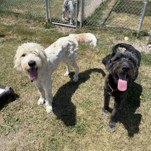 Two dogs standing on grass, one white and one black, both with their tongues out.