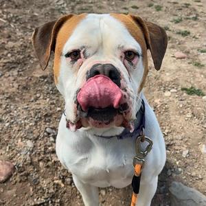 Lexi, American Bulldog, adult, available for adoption