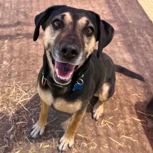 Hera, Mixed Breed / Labrador Retriever, adult, available for adoption