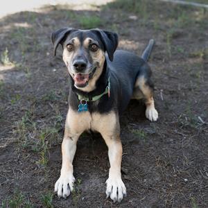 A black and tan dog with a green collar is lying on the ground, looking up with its mouth open and tongue out.