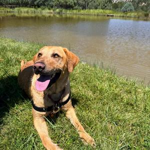 Toph, Yellow Labrador Retriever, adult, available for adoption