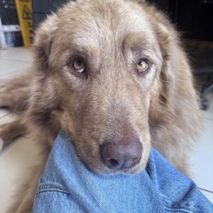 Beau, Great Pyrenees / Anatolian Shepherd, adult, available for adoption