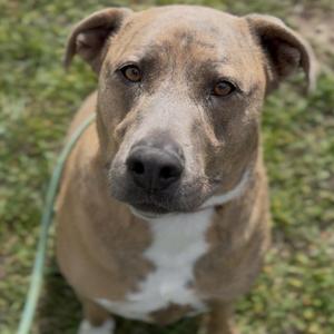 A brown and white dog with floppy ears looking directly at the camera, standing on grass.