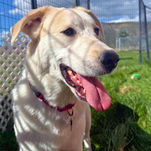 Willow, Great Pyrenees / Shepherd, young, available for adoption