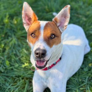 Bentley, Australian Cattle Dog / Blue Heeler, young, available for adoption