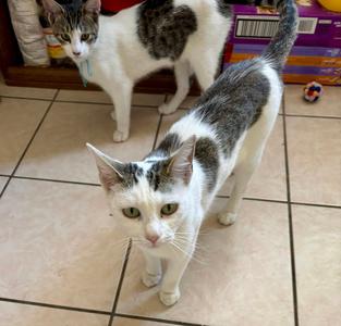 Betsy, adult, available for adoption
