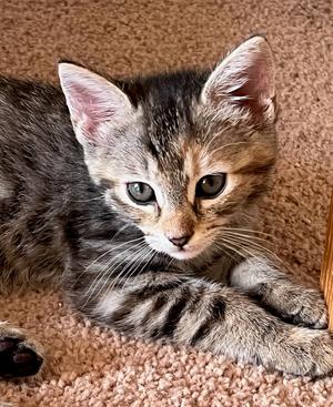 Bean, kitten, available for adoption