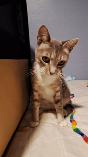 Blue-Ann, senior, available for adoption