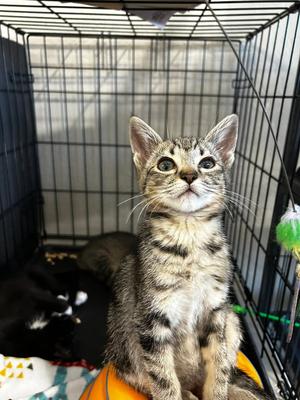 Bubba, kitten, available for adoption